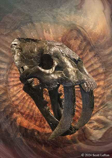 A smilodon skull, with a swirling ammonite design in the background.