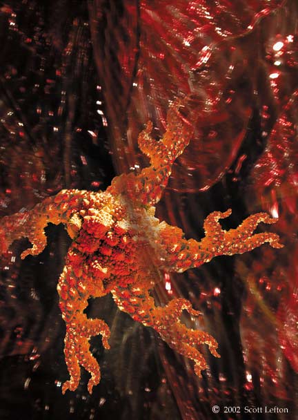 A reddish-orange starfish-like creature walks on two legs amidst what look like bodily organs.