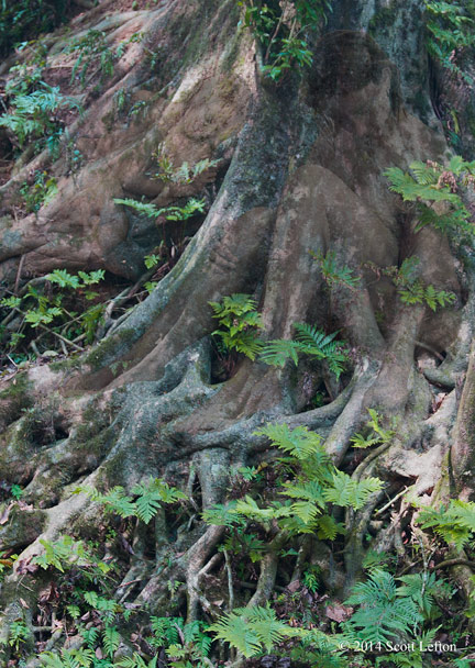 Two figures sleep within the tangled roots of a rainforest tree.